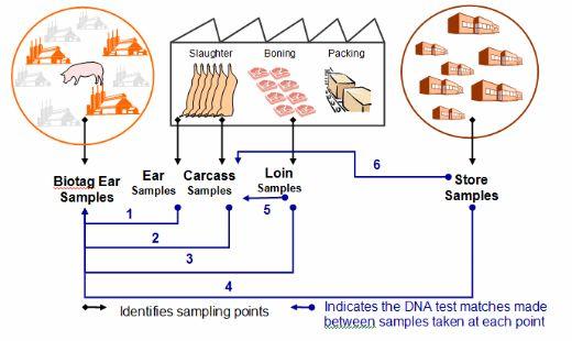 A DNA technology trial to demonstrate the identity preservation and traceability of pigs from farm to retail - Image 4