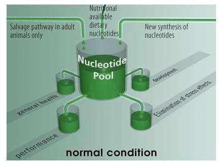 The Use of Nucleotides in Animal Feed - Image 2