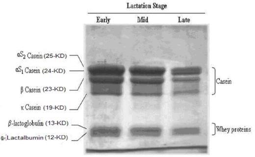 Bovine Milk in Early Lactation Stages is Richest Source of Protein Contents - Image 2