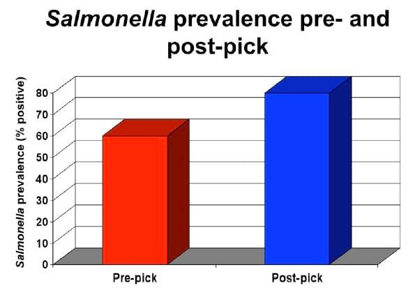 Intervention Strategies for Reducing Salmonella Prevalence on Ready-to-Cook Chicken - Image 22