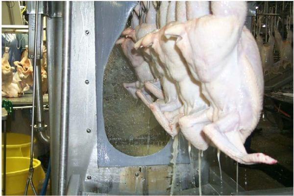 Intervention Strategies for Reducing Salmonella Prevalence on Ready-to-Cook Chicken - Image 24