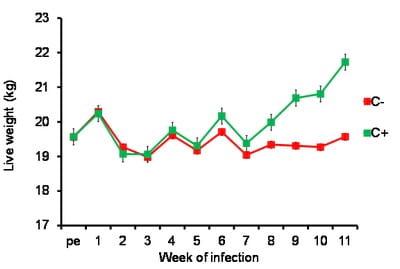 Effect of the Intake of Jackbean (Canavalia Ensiformis) on the Control of Gastrointestinal Parasites and the Growth of Tropical Lambs - Image 1