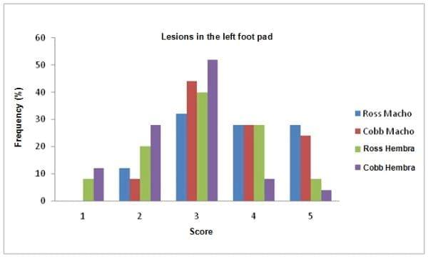 Effect of genotype and gender on performance and footpad dermatitis in broilers - Image 2