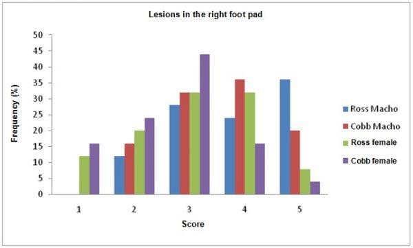 Effect of genotype and gender on performance and footpad dermatitis in broilers - Image 3