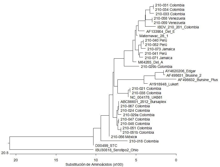 Molecular characterization of infectious bursal disease virus in diagnostic cases in Latin America in 2010 - Image 1