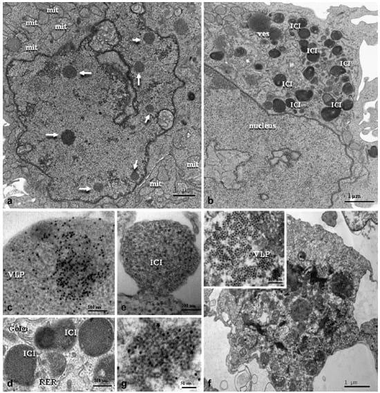 Porcine Circovirus Type 2 Morphogenesis in a Clone Derived from the L35 Lymphoblastoid Cell Line - Image 5