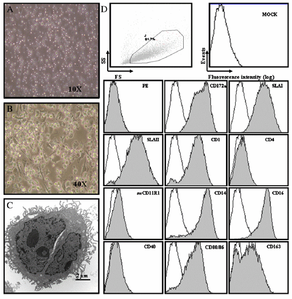 Interaction of porcine conventional dendritic cells with swine influenza virus - Image 1