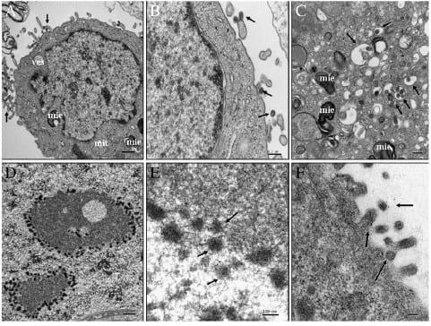 Interaction of porcine conventional dendritic cells with swine influenza virus - Image 6