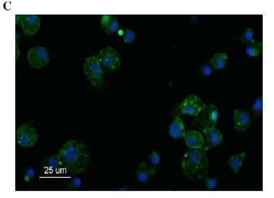 Interaction of porcine conventional dendritic cells with swine influenza virus - Image 3
