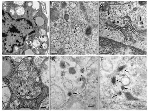 Interaction of porcine conventional dendritic cells with swine influenza virus - Image 5