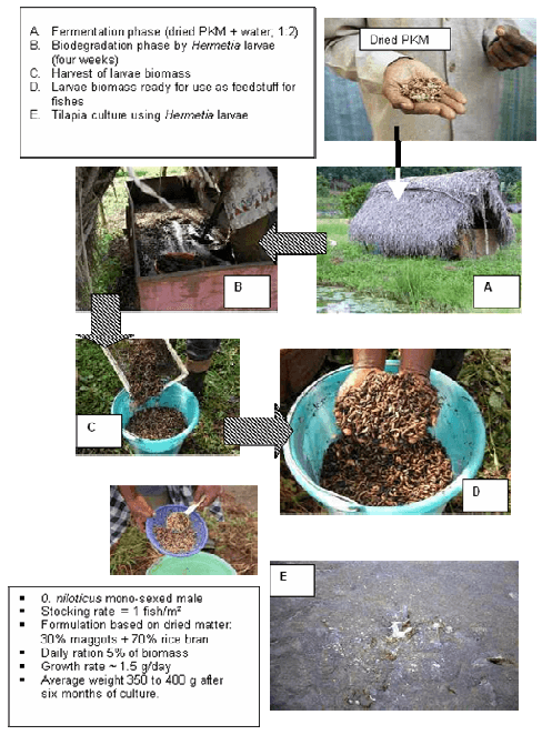 Bioconversion of palm kernel meal for aquaculture: Experiences from the forest region (Republic of Guinea) - Image 5