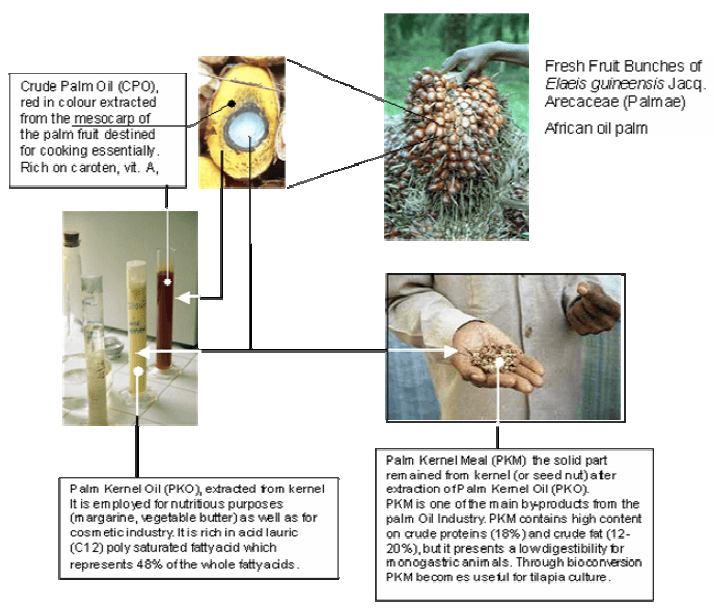 Bioconversion of palm kernel meal for aquaculture: Experiences from the forest region (Republic of Guinea) - Image 3