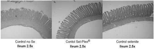 Sel-Plex® maintains small intestine integrity in reovirusinfected broiler chickens - Image 3