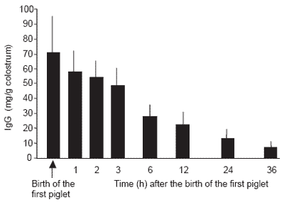 The issue of colostrum in piglet survival: energy and immunity - Image 7