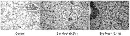 Improving growth performance and health status of aquaculture stocks in Europe through the use of Bio-Mos - Image 3