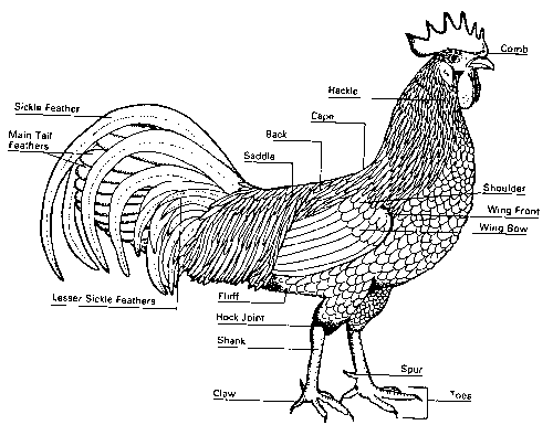Sex reversal in chickens - Image 1