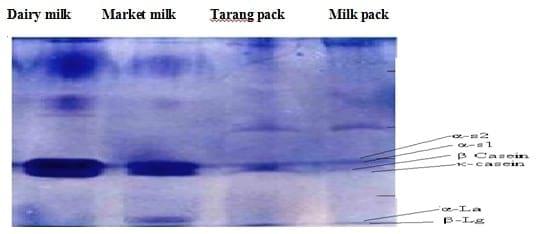 Milk Protein Behavior at High Temperature - Image 4