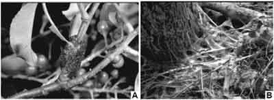 Direct and indirect interactions between Eastern Tent Caterpillars and mare reproductive loss syndrome - Image 1