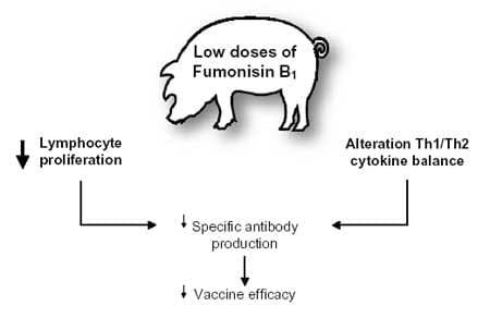 Mycotoxin effects on the pig immune system - Image 3