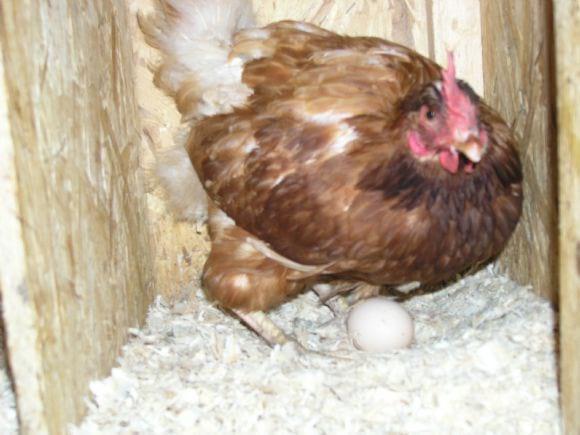 laying hens in free range system