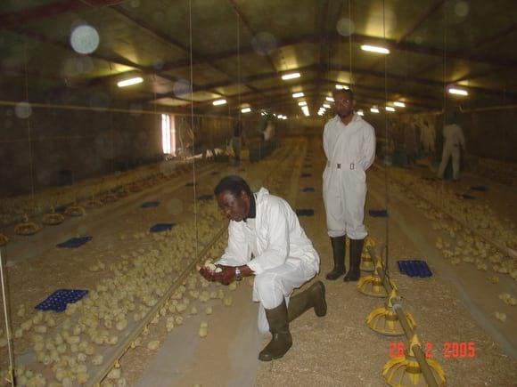 INSPECTING CHICKS PLACEMENT IN WAJID FARM
