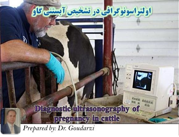 Diagnostic ultrasonography of pregnancy in cattle