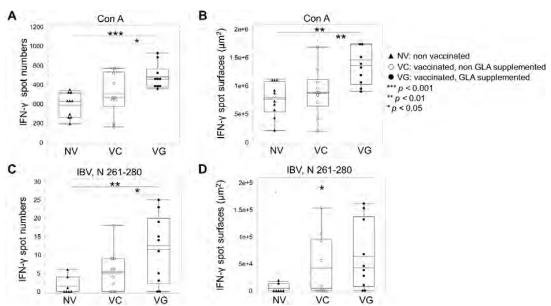 Figure 1 - Boxplot representing chicken IFN-γ ELISpot quantification of splenocytes stimulated with Con A or IBV N 261- 280 peptide. Individual quantification of spot numbers (A and C) and sizes (B and D) of chicken splenocytes IFN-γ ELISpot after stimulation with Con A pan T cell (A and B) or with IBV specific N 261-280 peptide (C and D) antigens, for 24 hours. Data are individually presented by dark triangles (▲) for the non-vaccinated group and circles for the vaccinated groups supplemented (●) or not (○) with glycerides of lauric acid. Horizontal bars represent the mean and median values. Statistical differences were evaluated by impaired two tailed T-test.