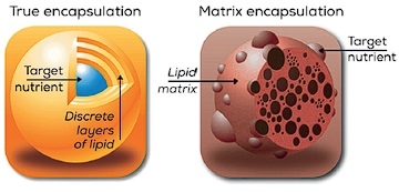 Not all encapsulated products are created equal - Image 1