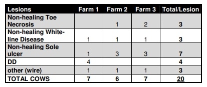 Toe necrosis and non-healing hoof lesions in commercial dairy herds in Argentina - Image 1