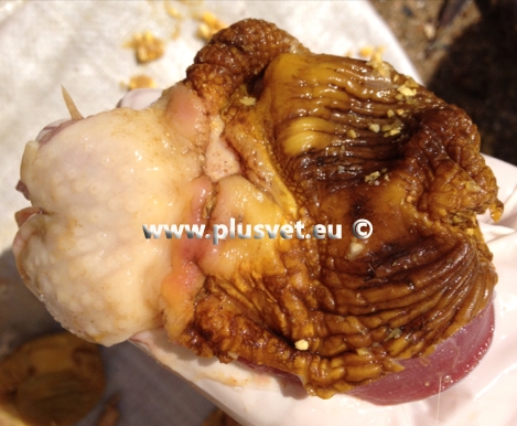 7 main causes of erosions in gizzard and proventriculus - Image 2