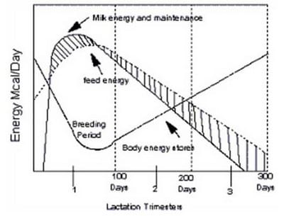 Reproductive Performance in High-producing Dairy Cows: Can We Sustain it Under Current Practice?- Part II - Image 1