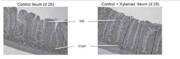The Effects of Xylanase on Poultry Gut Health - Image 2