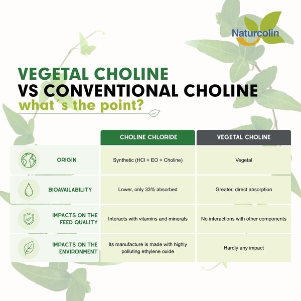 Vegetal Choline vs Conventional Choline What