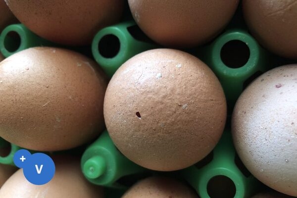 Principal causes of cracked eggs - Image 3