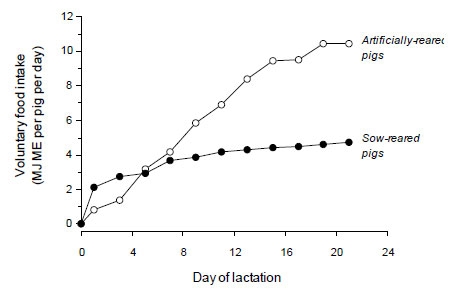 Voluntary food intake (MJ ME pig-1 day-1) of pigs either suckled by the sow (•--------•) or fed milk replacer (o--------o) following weaning at 2-3 days of age (redrawn from Harrell et al., 1993). 