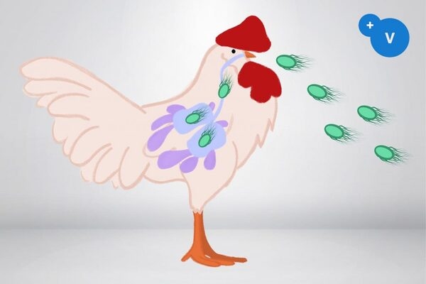How to use essential oils to mitigate the risks of respiratory colibacilosis - Image 1