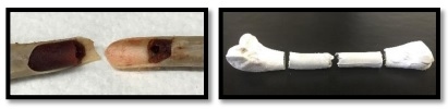 Phytase use in layer diets - Image 6
