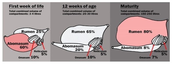 Bottles are better than buckets in winter water supply for calves - Image 1