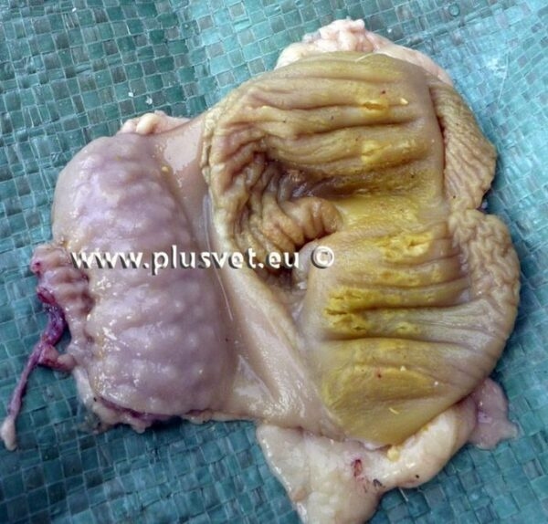 7 main causes of erosions in gizzard and proventriculus - Image 5