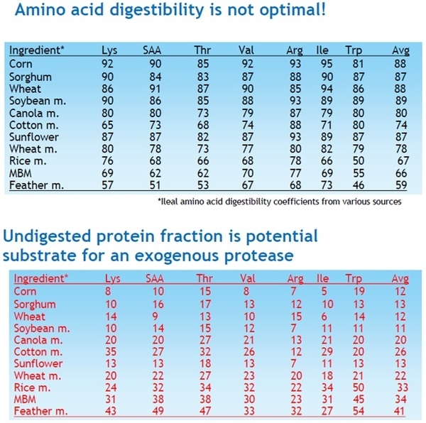 Vegetable proteins can replace animal proteins - Image 6