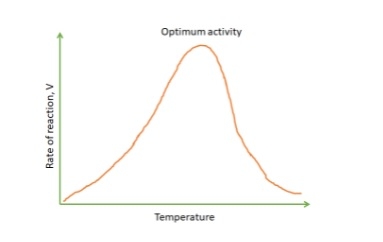 Factors Affecting Enzyme Activity - Image 4