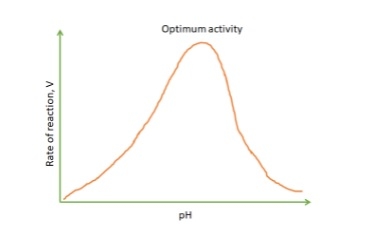 Factors Affecting Enzyme Activity - Image 5