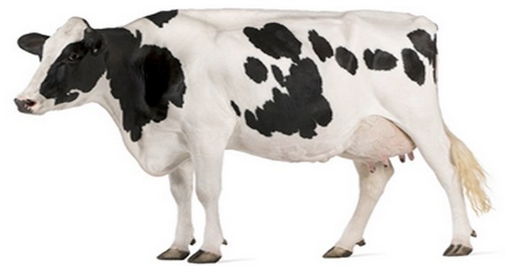 With low milk prices, yeast-based solutions are even more important! - Image 1