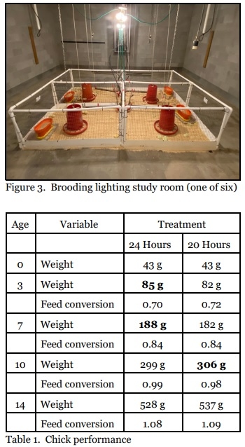 Do Chicks Benefit From 24 Hours of Light? - Image 3