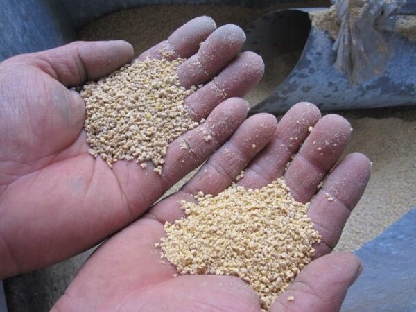 7 main causes of erosions in gizzard and proventriculus - Image 8