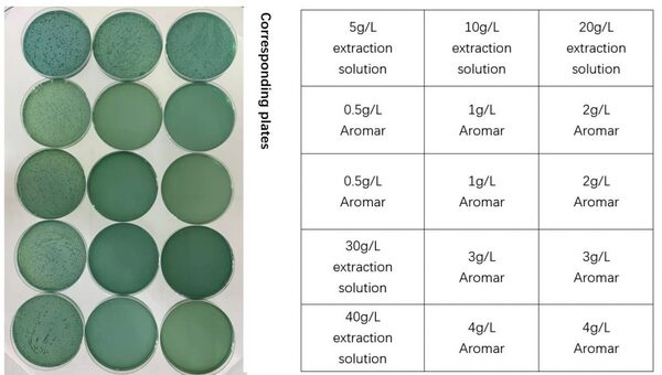 Antibacterial effect of plant extracts against Vibrio parahaemolyticus - Image 6