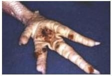 Understanding and managing poultry gut microflora safely - Image 4