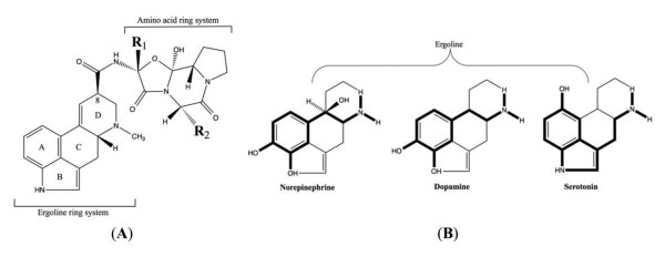 Figure 1. (A) Ergoline ring system common to all ergot alkaloids. Epimerization occurs at C8 and substitutions on R1 and R2 to create the various ergopeptine alkaloids. (B) Structural similarity to the catecholamines, norepinephrine, dopamine, and serotonin explains most of the physiological actions of the ergot alkaloids (adapted from Klotz, 2015). 