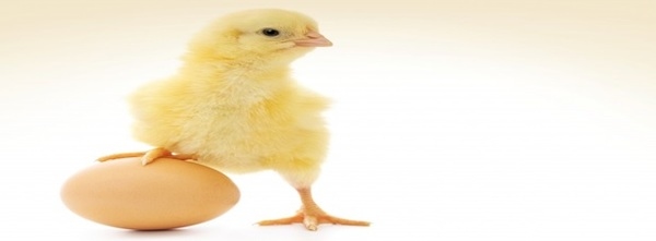 Vegetable proteins can replace animal proteins - Image 5