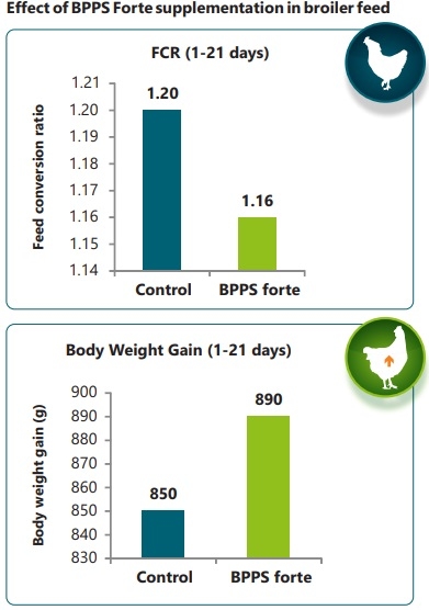 Use of hydrolyzed bioactive protein peptides in poultry feed to improve production parameters. - Image 3
